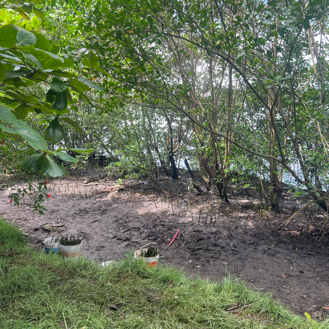 mutirao-de-limpeza-1